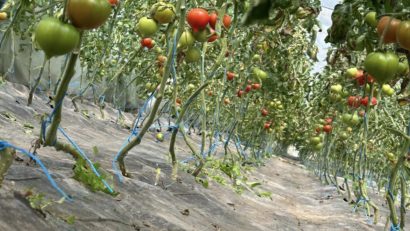 Primele roșii se coc în solariile din Teregova! Sezonul tomatelor autohtone, întârziat din cauza vremii reci