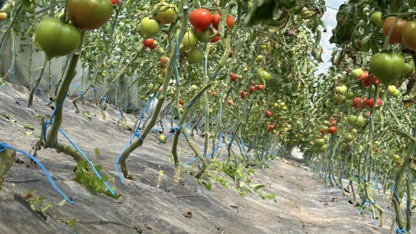 Primele roșii din Banat se coc în solariile din Teregova! Sezonul tomatelor autohtone, întârziat din cauza vremii reci Primele roșii din Banat se coc în solariile din Teregova! Sezonul tomatelor autohtone, întârziat din cauza vremii reci