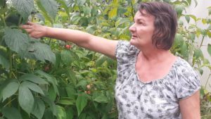 Pasiune pentru natură la Reşiţa: Zmeură și plante medicinale bio, cultivate cu dedicare într-o grădină de la capătul oraşului