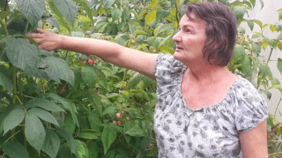 Pasiune pentru natură la Reşiţa: Zmeură și plante medicinale bio, cultivate cu dedicare într-o grădină de la capătul oraşului