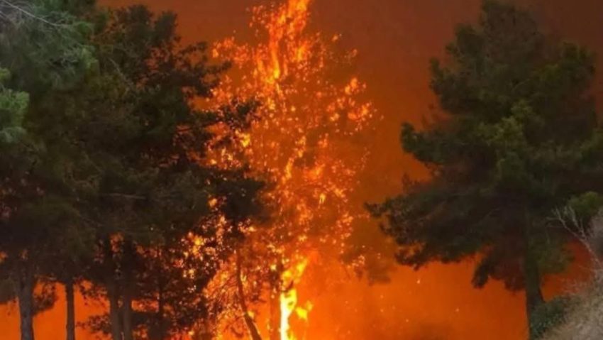 Cipru, în flăcări: Sudul insulei, devastat de cel mai grav incendiu de vegetație din ultimii 50 de ani Cipru, în flăcări: Sudul insulei, devastat de cel mai grav incendiu de vegetație din ultimii 50 de ani