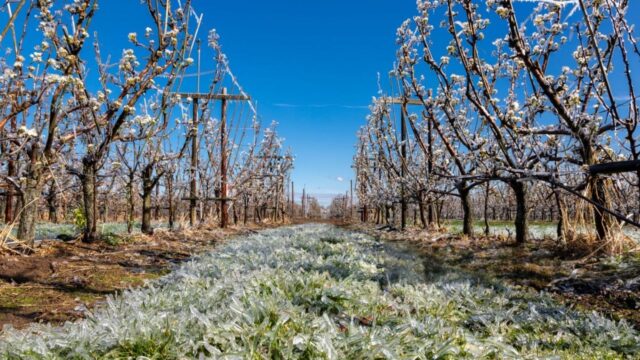 Despăgubiri pentru pomicultorii afectați de înghețul târziu din primăvară: 17.000 de hectare raportate la Comisia Europeană Despăgubiri pentru pomicultorii afectați de înghețul târziu din primăvară: 17.000 de hectare raportate la Comisia Europeană