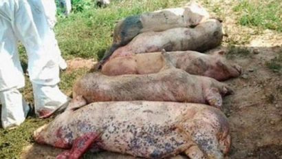 Focare de pestă porcină africană confirmate la Bocșa. DSVSA Caraş-Severin a trasat măsuri stricte pentru limitarea răspândirii bolii