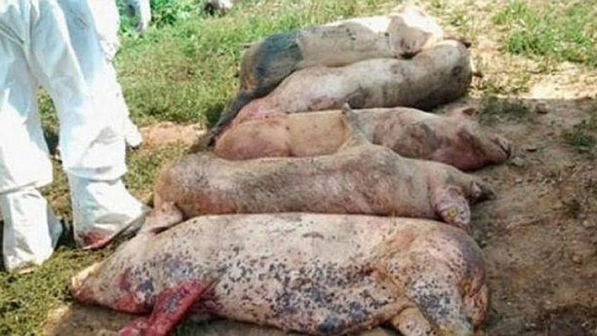 Focare de pestă porcină africană confirmate la Bocșa. DSVSA Caraş-Severin a trasat măsuri stricte pentru limitarea răspândirii bolii Focare de pestă porcină africană confirmate la Bocșa. DSVSA Caraş-Severin a trasat măsuri stricte pentru limitarea răspândirii bolii