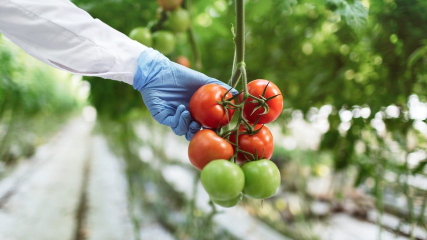 Avertismentul specialiștilor despre roșiile „bio” din piețe și testele neomologate pentru pesticide
