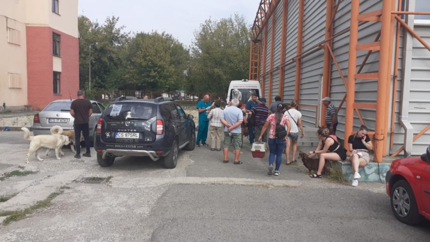 Campanie gratuită de sterilizare a câinilor și pisicilor la Reșița – o iniţiativă mereu binevenită