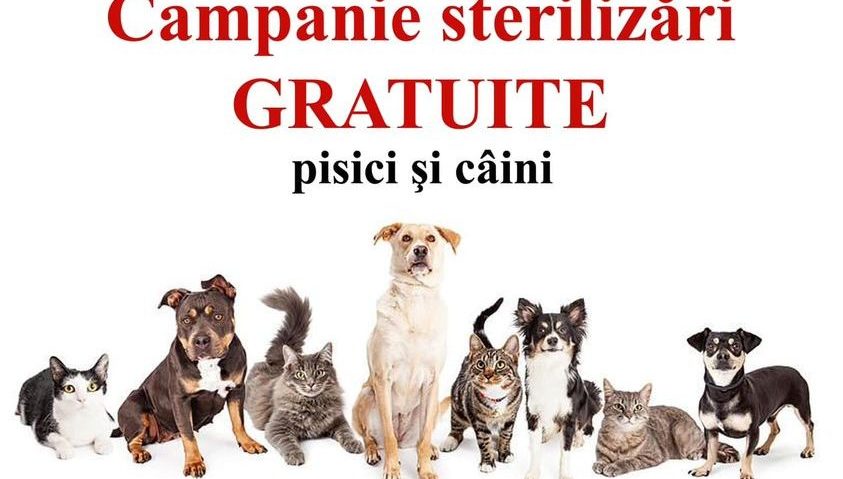 Sterilizare gratuită a câinilor la Moldova Nouă – responsabilitate, grijă și siguranță pentru comunitate Sterilizare gratuită a câinilor la Moldova Nouă – responsabilitate, grijă și siguranță pentru comunitate