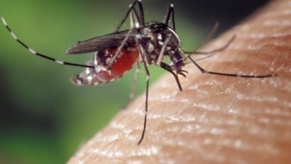 Alertă West Nile în Timiș: doi pacienți internați la Spitalul „Victor Babeș”. Au fost impuse restricții şi pentru donatorii de sânge
