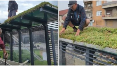 Arad: Suspiciuni de otrăvire a coloniilor de plante care urmau să înverzească acoperişurile staţiilor de autobuz