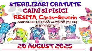 Cerere record la campania de sterilizări gratuite din Reșița – acțiunea se prelungește până pe 21 august 2025