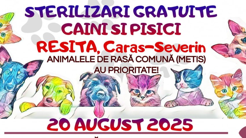 Cerere record la campania de sterilizări gratuite din Reșița – acțiunea se prelungește până pe 21 august 2025