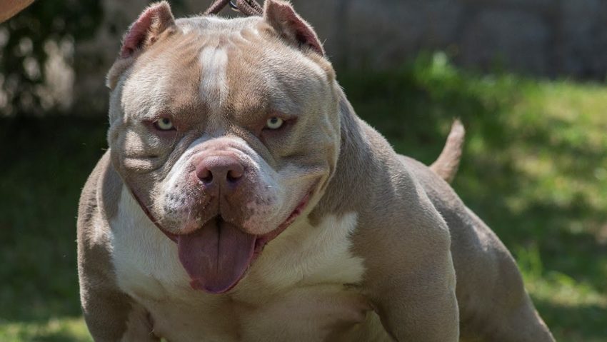 Caraș-Severin: Femeie de 70 de ani ucisă de câinele familiei la Zorlențu Mare Caraș-Severin: Femeie de 70 de ani ucisă de câinele familiei la Zorlențu Mare