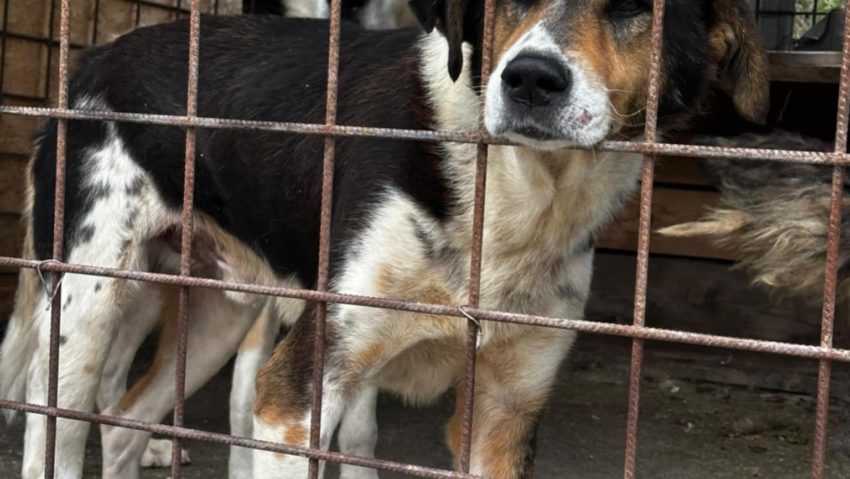 Moldova Nouă deschide porțile Săptămânii Adopției pentru câinii fără stăpân