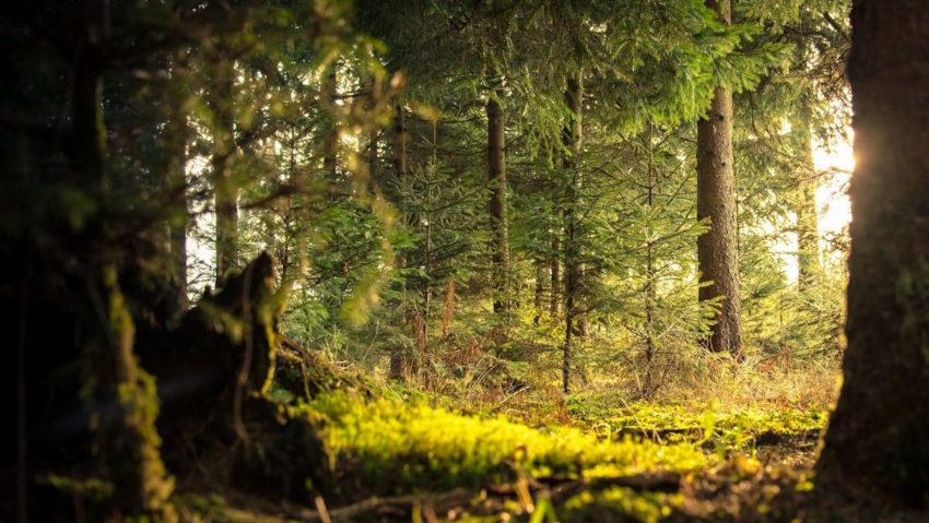 Fermierii pot primi 10.000 € pentru un hectar de teren transformat în pădure, plus subvenție anuală timp de 12 ani Fermierii pot primi 10.000 € pentru un hectar de teren transformat în pădure, plus subvenție anuală timp de 12 ani