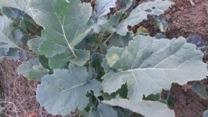 Samulastra de rapiță – o problemă tot mai des întâlnită în agricultura modernă. Ce este, cum apare și cum poate fi combătută
