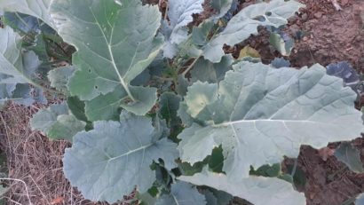 Samulastra de rapiță – o problemă tot mai des întâlnită în agricultura modernă. Ce este, cum apare și cum poate fi combătută