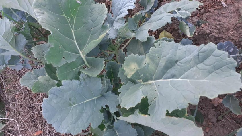 Samulastra de rapiță – o problemă tot mai des întâlnită în agricultura modernă. Ce este, cum apare și cum poate fi combătută Samulastra de rapiță – o problemă tot mai des întâlnită în agricultura modernă. Ce este, cum apare și cum poate fi combătută