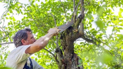 Direcţia pentru Agricultură Judeţeană Caraş-Severin eliberează autorizaţii pentru tăierea pomilor valoroşi și înființarea plantațiilor pomicole