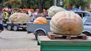 Zilele Dovleacului Kikinda 2025 – ediția jubiliară 40 promite dovleci giganți, spectacole și gastronomie bănățeană Zilele Dovleacului Kikinda 2025 – ediția jubiliară 40 promite dovleci giganți, spectacole și gastronomie bănățeană