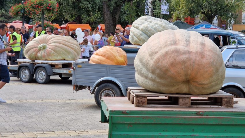 Zilele Dovleacului Kikinda 2025 – ediția jubiliară 40 promite dovleci giganți, spectacole și gastronomie bănățeană Zilele Dovleacului Kikinda 2025 – ediția jubiliară 40 promite dovleci giganți, spectacole și gastronomie bănățeană