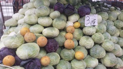 Recoltă bogată de varză în Caraș-Severin și Oltenia: producătorii locali se laudă cu varză frumoasă și gust autentic, în ciuda secetei