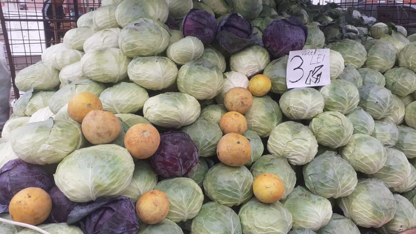 Recoltă bogată de varză în Caraș-Severin și Oltenia: producătorii locali se laudă cu varză frumoasă și gust autentic, în ciuda secetei