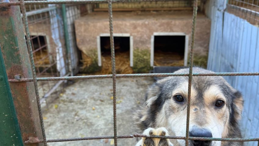 Sancțiuni și controale suplimentare la Adăpostul Public pentru Câini din Reșița