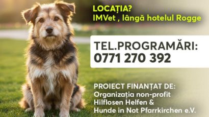Sterilizare GRATUITĂ pentru animalele cu stăpân din Reşiţa