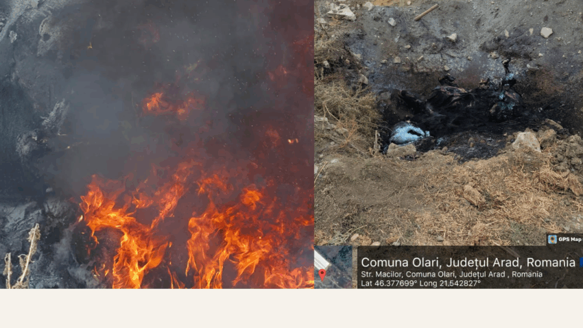Arad: Cadavre de animale, incendiate într-o groapa lânga o fermă Arad: Cadavre de animale, incendiate într-o groapa lânga o fermă
