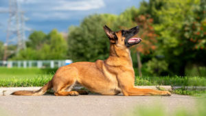 Jandarmii cărășeni şi-au mărit echipa canină: un nou patruped de serviciu la IJJ Caraș-Severin Jandarmii cărășeni şi-au mărit echipa canină: un nou patruped de serviciu la IJJ Caraș-Severin