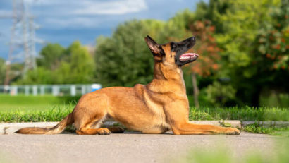 Jandarmii cărășeni şi-au mărit echipa canină: un nou patruped de serviciu la IJJ Caraș-Severin