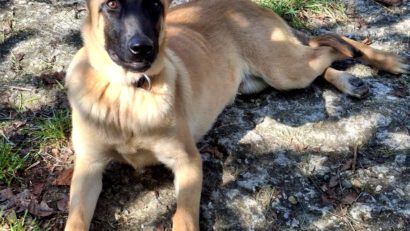 Jandarmii cărășeni şi-au mărit echipa canină: un nou patruped de serviciu la IJJ Caraș-Severin