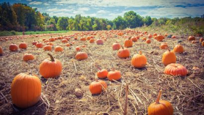 Hodi’s Pumpkin Fest 2025 la Mailat: Festivalul Dovleacului readuce magia toamnei între Arad și Timișoara