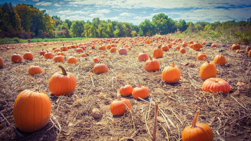 Hodi’s Pumpkin Fest 2025 la Mailat: Festivalul Dovleacului readuce magia toamnei între Arad și Timișoara