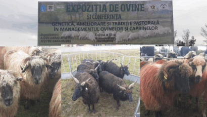 Expoziția de Ovine Caransebeș 2025 – tradiție, pasiune și performanță genetică