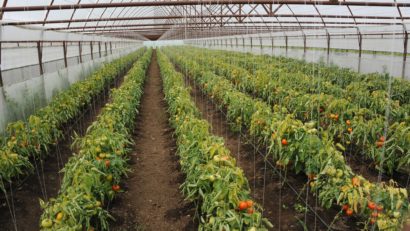 La propunerea MADR, Guvernul simplifică Programul de susținere a producției de legume în spații protejate în perioada 2025–2027