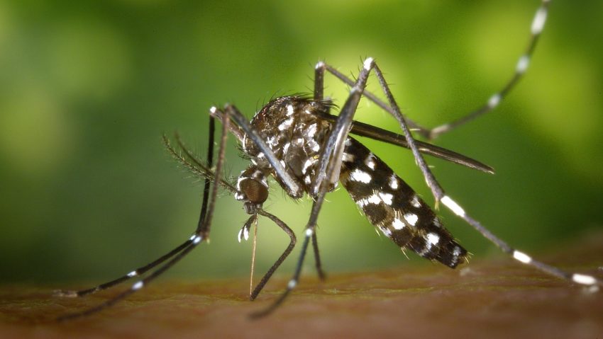 Încă un caz confirmat cu virusul West Nile în Timiş. Pacientul din Lugoj este în stare critică la Spitalul de Boli Infecţioase din Timişoara Încă un caz confirmat cu virusul West Nile în Timiş. Pacientul din Lugoj este în stare critică la Spitalul de Boli Infecţioase din Timişoara