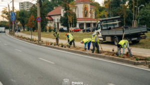 Timișoara schimbă gazonul cu plante rezistente la secetă