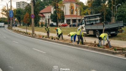 Timișoara schimbă gazonul cu plante rezistente la secetă