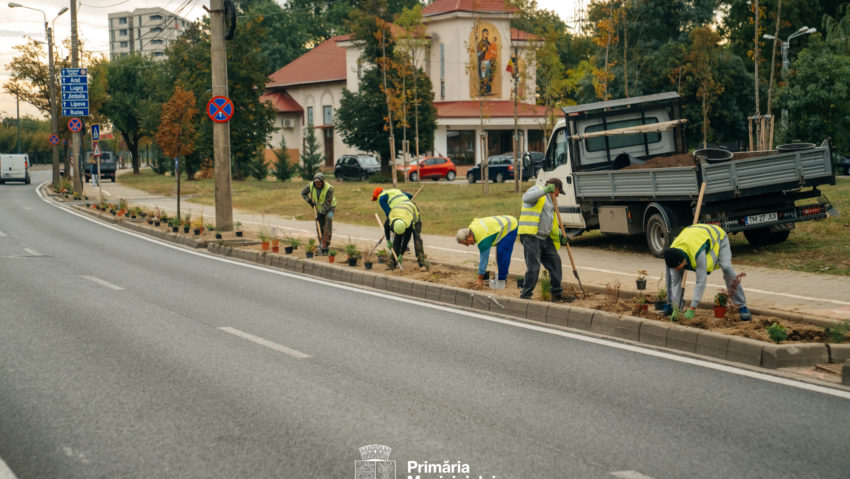 Timișoara schimbă gazonul cu plante rezistente la secetă Timișoara schimbă gazonul cu plante rezistente la secetă
