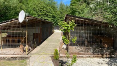 Adăpostul pentru câinii fără stăpân din Bocșa – un exemplu de grijă și responsabilitate față de animale