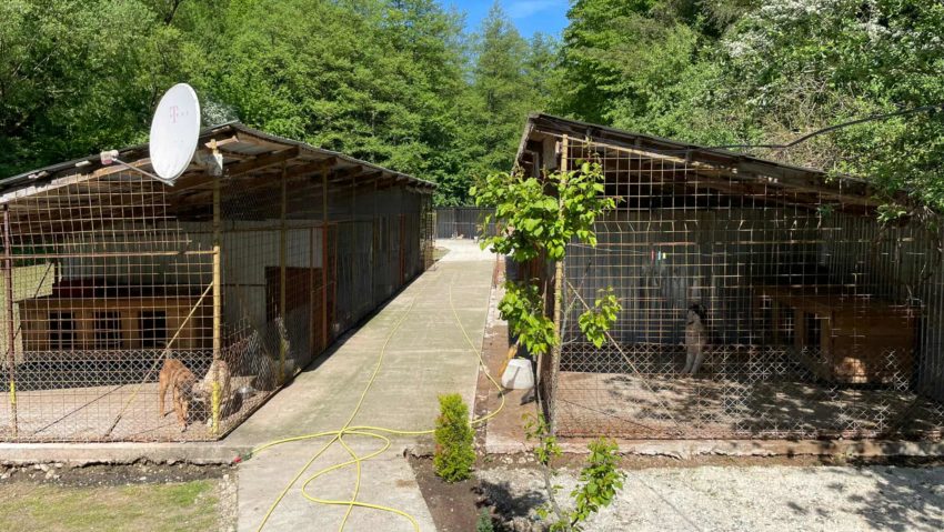 Adăpostul pentru câinii fără stăpân din Bocșa – un exemplu de grijă și responsabilitate față de animale
