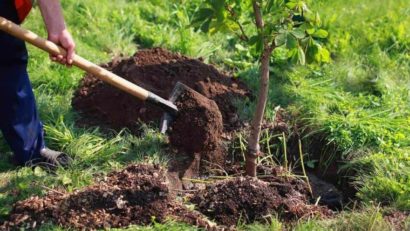 Toamna – cea mai bună perioadă pentru a planta arbuști ornamentali şi fructiferi