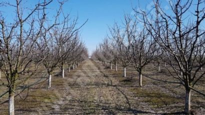 Pomicultura din Caraș-Severin, în prag de colaps în 2025. Pomicultorii reclamă lipsa de sprijin și birocrația care i-a lăsat fără despăgubiri
