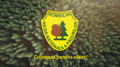 Reorganizarea Romsilva: Guvernul pregăteşte reducerea direcţiilor silvice de la 41 la 13