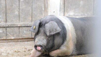 Schemă de ajutor de minimis destinată susținerii crescătorilor de porci de reproducție din rasele Bazna și Mangalița