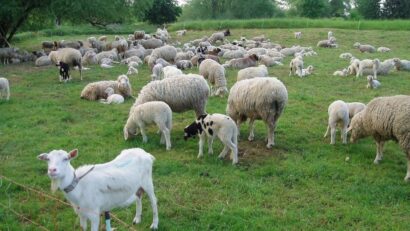 DSVSA Caraș-Severin: NU există focare de pestă a micilor rumegătoare în județ, dar măsurile de prevenție au fost intensificate