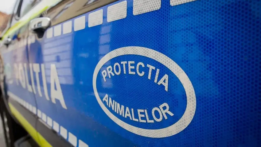 Tânără din Carașova, reținută după ce ar fi schingiuit câinele din propria gospodărie