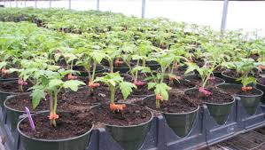 Fermierii cer majorarea sprijinului pentru cultivarea legumelor din spațiile protejate. Subvenția ar putea ajunge la 2.5 euro/mp în 2026