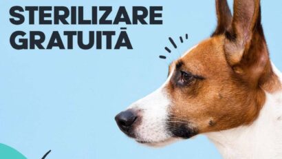 Campanie de sterilizări gratuite pentru 50 de câini, în Reșița, din 26 ianuarie 2026